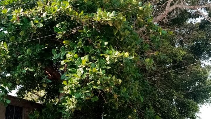 TORDOS SE CONVIERTEN EN RIESGO PARA COLONOS DE MADERO.