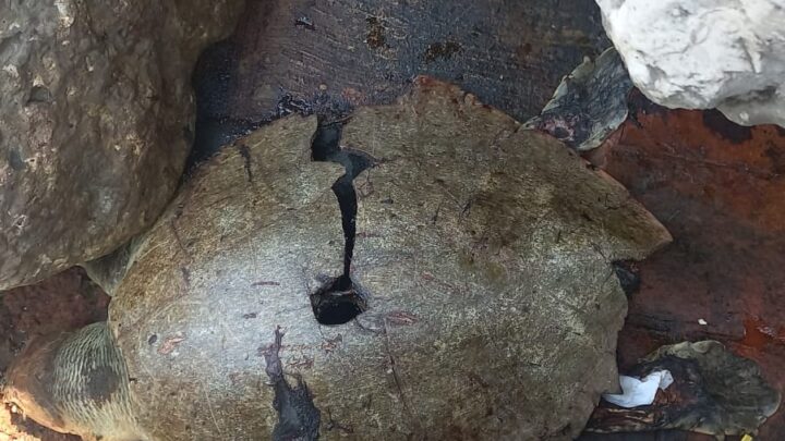 ENCUENTRAN TORTUGA LORA MUERTA EN LA ESCOLLERA.
