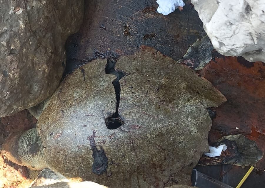 ENCUENTRAN TORTUGA LORA MUERTA EN LA ESCOLLERA.