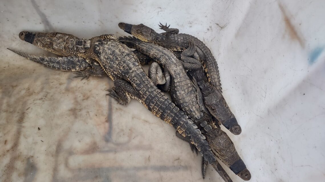 PIDEN A PROFEPA ACTUAR MÁS RÁPIDO PARA EVITAR AFECTACIONES EN COCODRILOS POR ALTAS TEMPERATURAS.