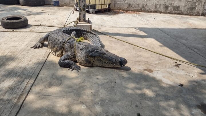 MUERE COCODRILO EN INSTALACIONES DE BOMBEROS DE MADERO.