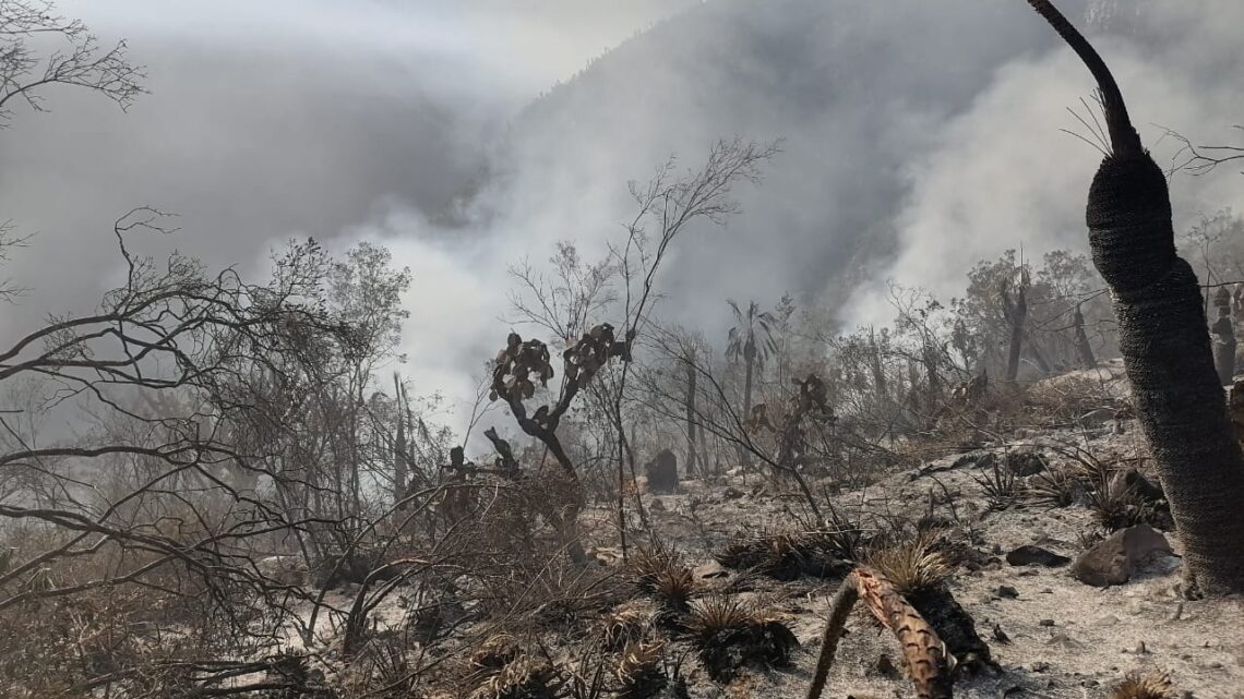 ATIENDE PROTECCIÓN CIVIL TAMAULIPAS DOS INCENDIOS FORESTALES EN JAUMAVE ATIENDE PROTECCIÓN CIVIL TAMAULIPAS DOS INCENDIOS FORESTALES EN JAUMAVE