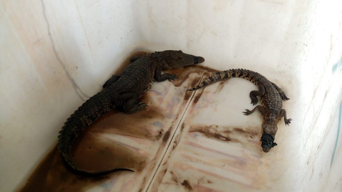 COCODRILOS DEAMBULAN SIN CONTROL EN CANAL DE LA CANDELARIO GARZA.