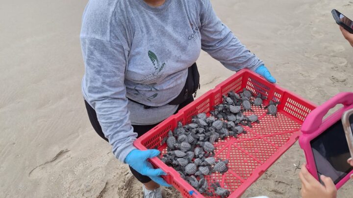 Liberan Crías de Tortugas en Miramar.