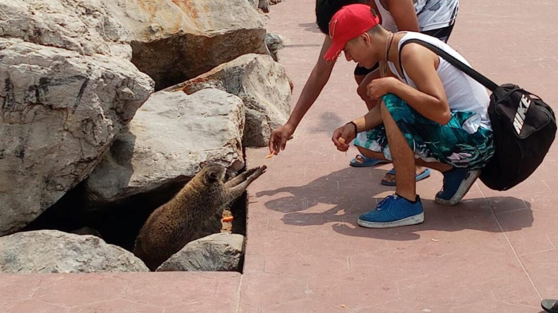 MAPACHES SIGUEN SIENDO UN RIESGO PARA VISITANTES.