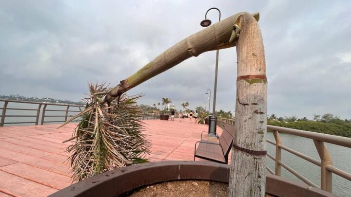 PADRES DEL MENOR QUE DAÑÓ PALMERAS SE BURLAN DEL GOBIERNO PORTEÑO