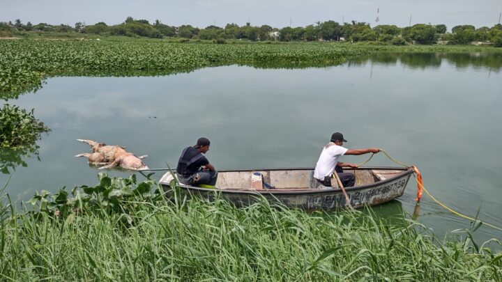 ENCUENTRAN COCODRILO MUERTO EN LA LAGUNA LA ILUSIÓN.