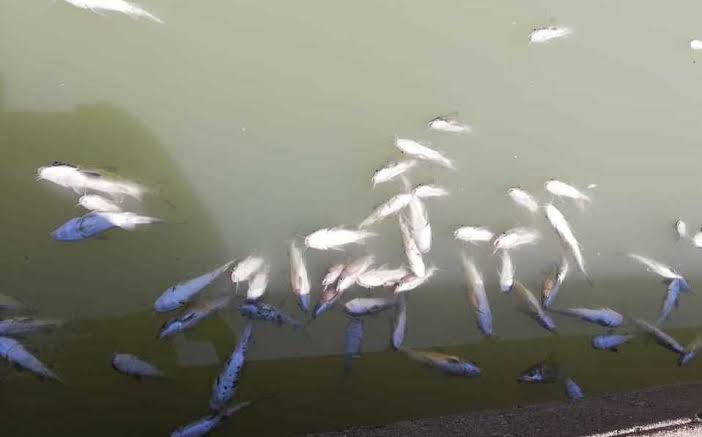 COEPRIS Supervisa que Peces Muertos de Canal de la Cortadura no se Comercialice.