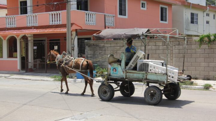 Caballos no Deben Andar en Las Calles.