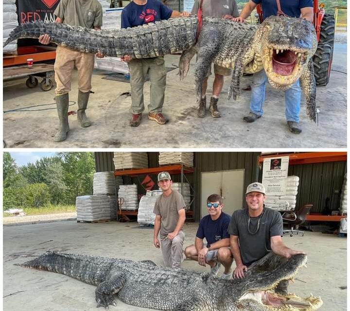 CAPTURAN GIGANTESCO CAIMÁN DE MÁS DE 350 KILOS