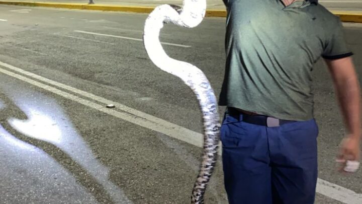 BOMBEROS MADERO CAPTURARON BOA DE METRO Y MEDIO DE LARGO.
