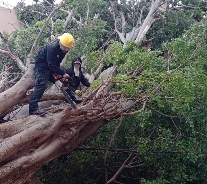 NORTE DERRIBA TRES ÁRBOLES EN MADERO.