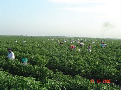 EN ALTAMIRA, SE LOGRÓ LA PRODUCCIÓN DE CHILE