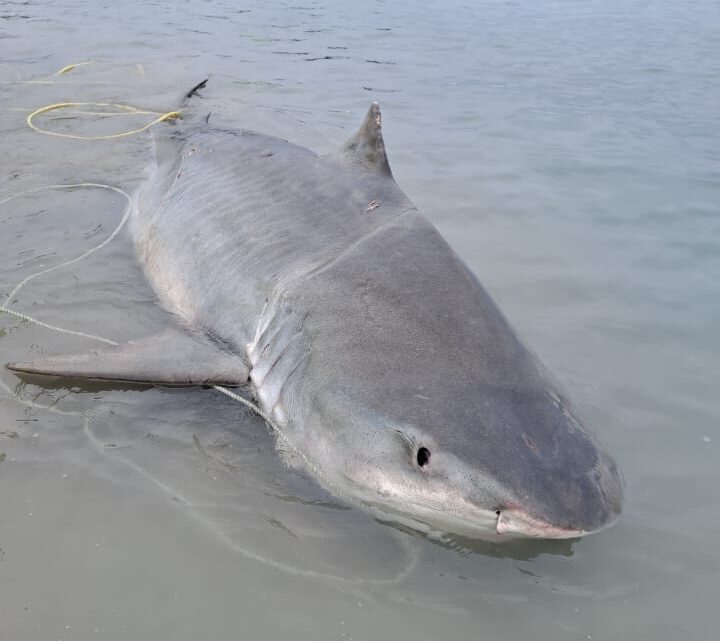 ES NORMAL PRESENCIA DE TIBURÓN TIGRE EN EL GOLFO DE MÉXICO: RUBÉN HERBERT