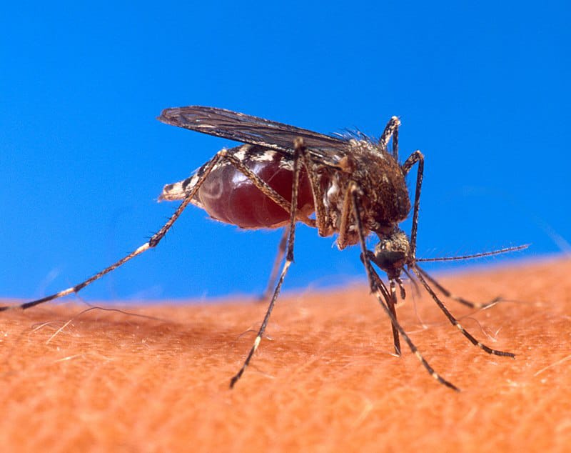 DOS CASOS DE DENGUE SE REGISTRAN EN EL MUNICIPIO DE ALTAMIRA DOS CASOS DE DENGUE SE REGISTRAN EN EL MUNICIPIO DE ALTAMIRA