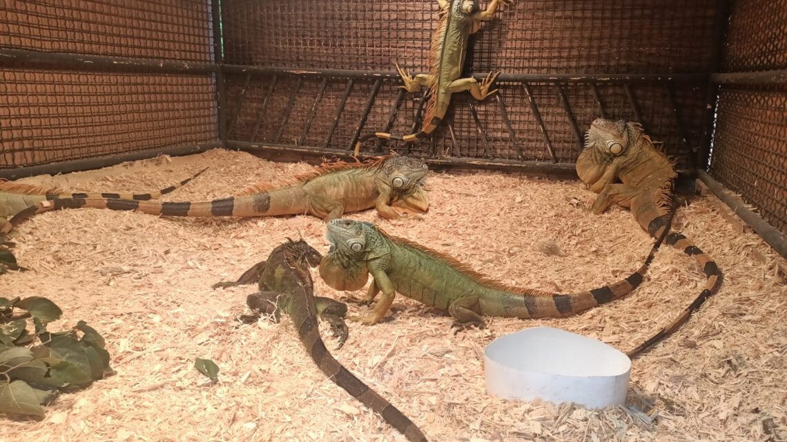 RESCATAN 10 IGUANAS QUE CAYERON DE LOS ÁRBOLES ANTE BAJAS TEMPERATURAS