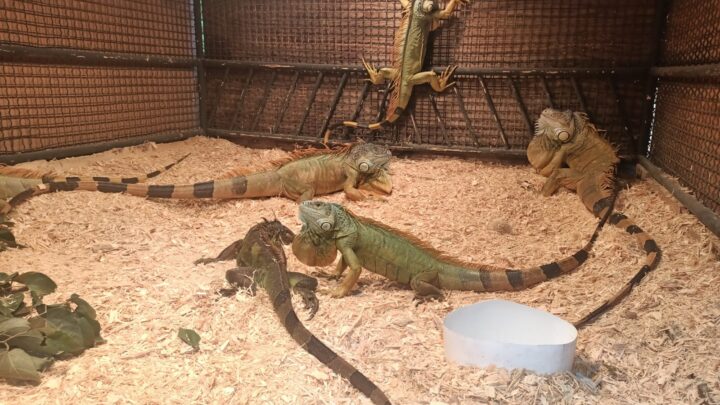 RESCATAN 10 IGUANAS QUE CAYERON DE LOS ÁRBOLES ANTE BAJAS TEMPERATURAS