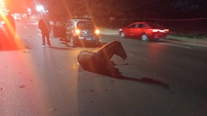 BIENESTAR ANIMAL SE HARÁ CARGO DE LOS SEMOVIENTES EN LA ZONA URBANA DE ALTAMIRA