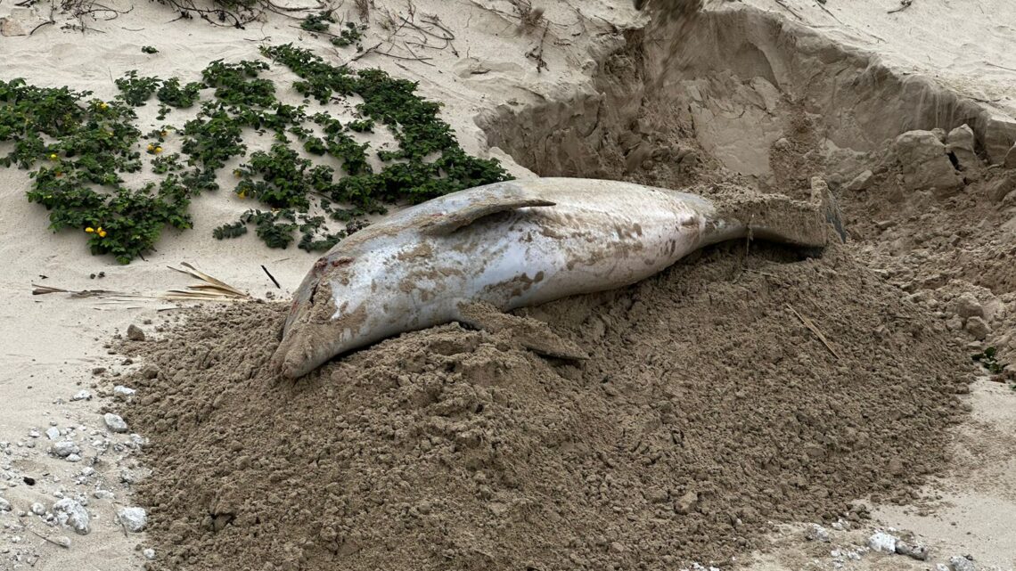 ENCUENTRAN DELFÍN MUERTO EN PLAYA MIRAMAR.
