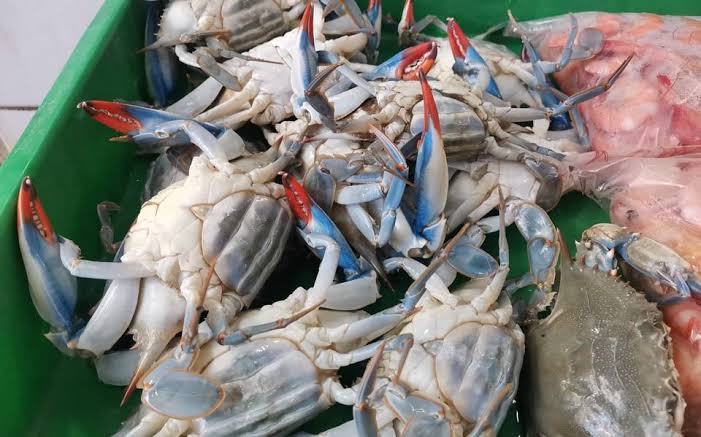 INCREMENTAN VENTAS Y CON ELLOS LOS PRECIOS DE PESCADOS Y MARISCOS EN “LA PUNTILLITA” EN ALTAMIRA INCREMENTAN VENTAS Y CON ELLOS LOS PRECIOS DE PESCADOS Y MARISCOS EN “LA PUNTILLITA” EN ALTAMIRA