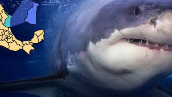 TIBURÓN BLANCO PONE EN ALERTA LAS COSTAS DEL SUR DE TAMAULIPAS