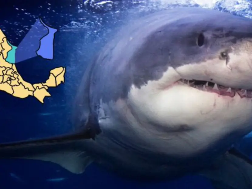 TIBURÓN BLANCO PONE EN ALERTA LAS COSTAS DEL SUR DE TAMAULIPAS TIBURÓN BLANCO PONE EN ALERTA LAS COSTAS DEL SUR DE TAMAULIPAS