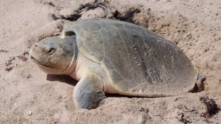 PROTECCIÓN CIVIL DE ALTAMIRA VIGILARÁ ARRIBO DE TORTUGA LORA