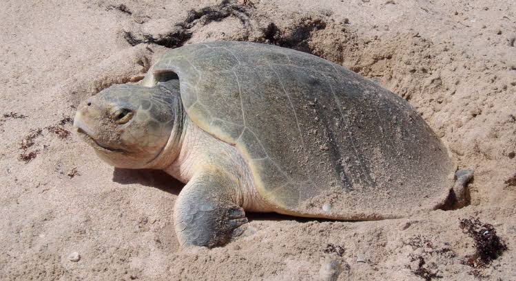 PROTECCIÓN CIVIL DE ALTAMIRA VIGILARÁ ARRIBO DE TORTUGA LORA PROTECCIÓN CIVIL DE ALTAMIRA VIGILARÁ ARRIBO DE TORTUGA LORA