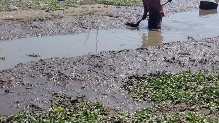 FAMILIAS TIENEN QUE CAVAR CON PALAS PARA SACAR EL LODO Y DESAZOLVAR CANALES