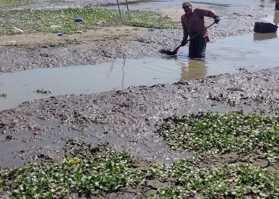FAMILIAS TIENEN QUE CAVAR CON PALAS PARA SACAR EL LODO Y DESAZOLVAR CANALES FAMILIAS TIENEN QUE CAVAR CON PALAS PARA SACAR EL LODO Y DESAZOLVAR CANALES