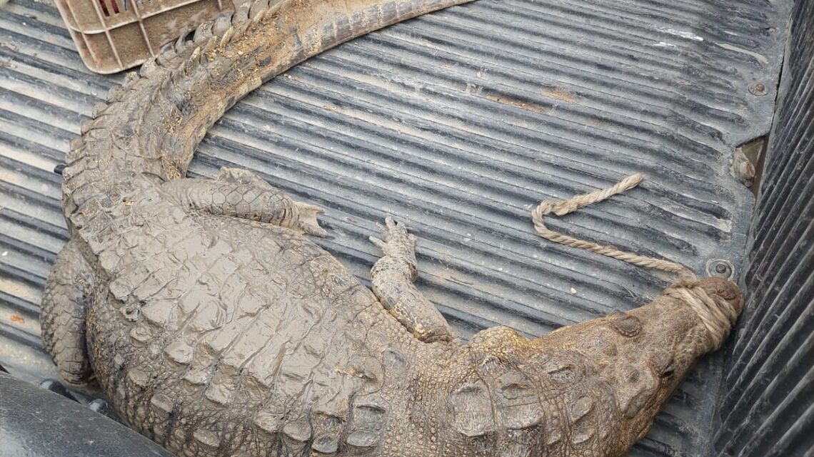 AVISTAN A UN ENORME COCODRILO A LA ALTURA DEL PUENTE LA ESPERANZA AVISTAN A UN ENORME COCODRILO A LA ALTURA DEL PUENTE LA ESPERANZA