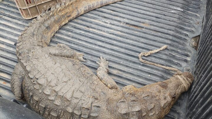 AVISTAN A UN ENORME COCODRILO A LA ALTURA DEL PUENTE LA ESPERANZA