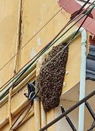 ENJAMBRE DE ABEJAS PONE EN JAQUE A LA COLONIA DEL PUEBLO ENJAMBRE DE ABEJAS PONE EN JAQUE A LA COLONIA DEL PUEBLO