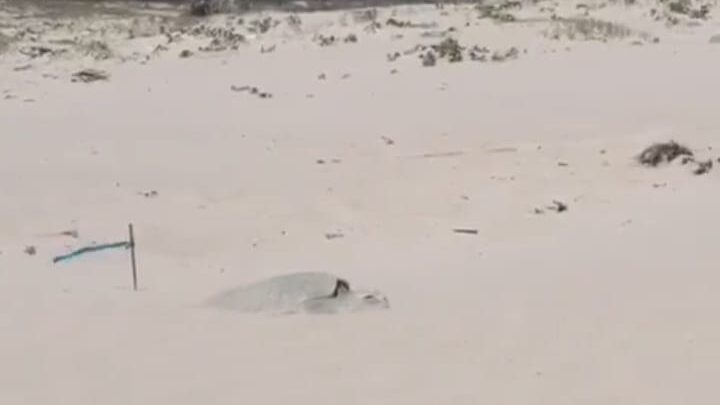 TORTUGAS SALEN A DESOVAR A PLAYA MIRAMAR.