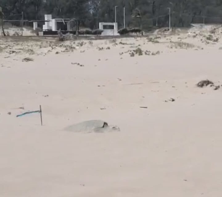 TORTUGAS SALEN A DESOVAR A PLAYA MIRAMAR. TORTUGAS SALEN A DESOVAR A PLAYA MIRAMAR.