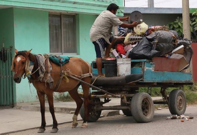SIGUE MALTRATO DE CABALLOS EN MADERO. SIGUE MALTRATO DE CABALLOS EN MADERO.