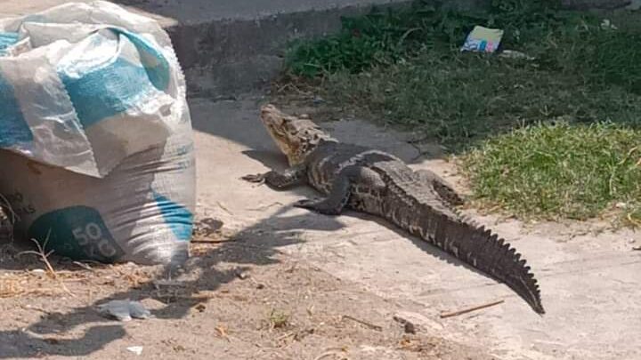 COCODRILO SORPRENDE A VECINOS DE MIRAMÁPOLIS.