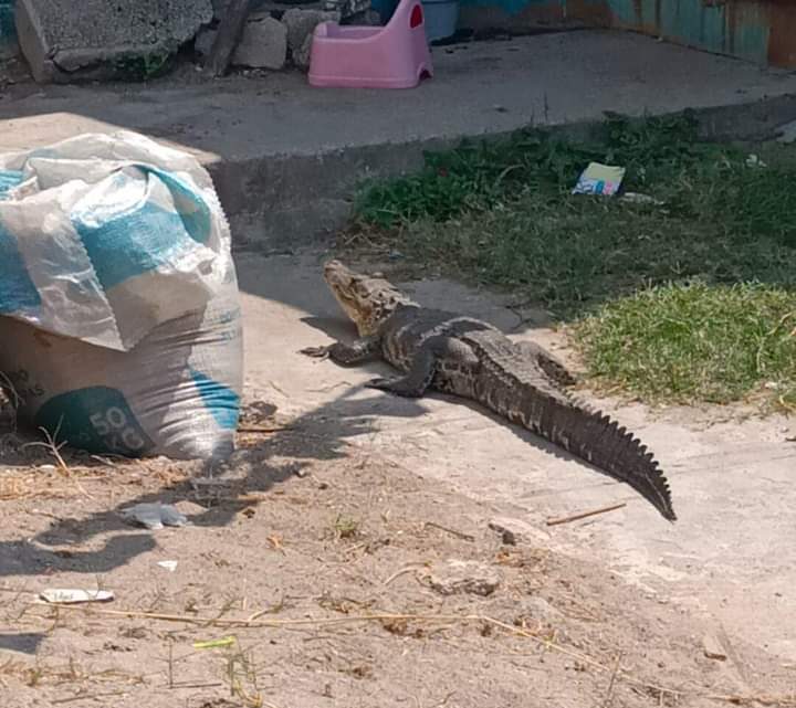 COCODRILO SORPRENDE A VECINOS DE MIRAMÁPOLIS. COCODRILO SORPRENDE A VECINOS DE MIRAMÁPOLIS.