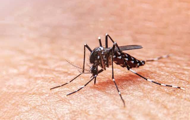 45 CASOS DE DENGUE EN ALTAMIRA