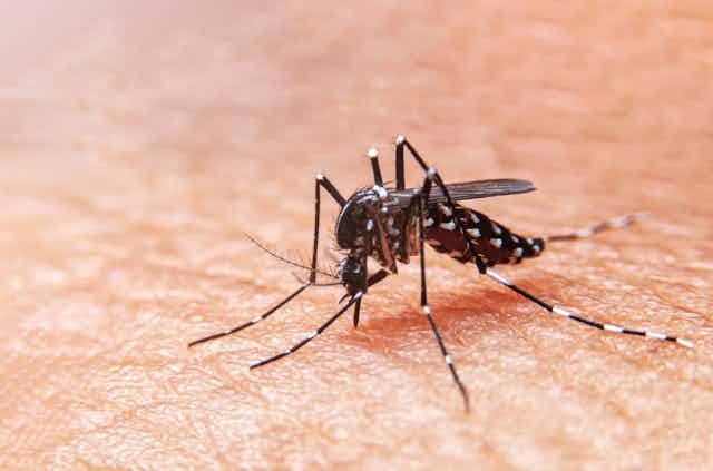 45 CASOS DE DENGUE EN ALTAMIRA 45 CASOS DE DENGUE EN ALTAMIRA