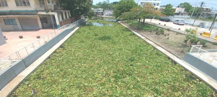 TURISMO MADERO ATENTO POR PRESENCIA DE LIRIO EN RÍO PÁNUCO. TURISMO MADERO ATENTO POR PRESENCIA DE LIRIO EN RÍO PÁNUCO.