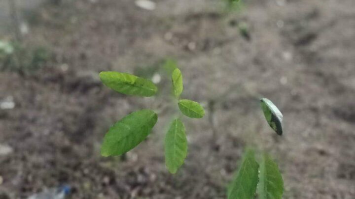 SUSPENDE ECOLOGÍA PROGRAMAS DE REFORESTACIÓN Y RIEGO DE JARDINES Y CAMELLONES, POR CRISIS HÍDRICA