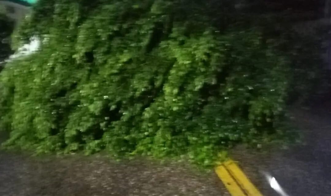 LLUVIAS EN ALTAMIRA DEJAN ÁRBOLES CAÍDOS Y DAÑOS MENORES LLUVIAS EN ALTAMIRA DEJAN ÁRBOLES CAÍDOS Y DAÑOS MENORES