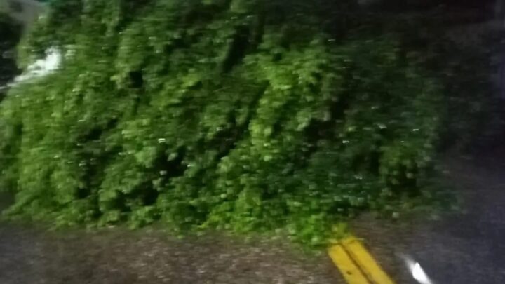 LLUVIAS EN ALTAMIRA DEJAN ÁRBOLES CAÍDOS Y DAÑOS MENORES