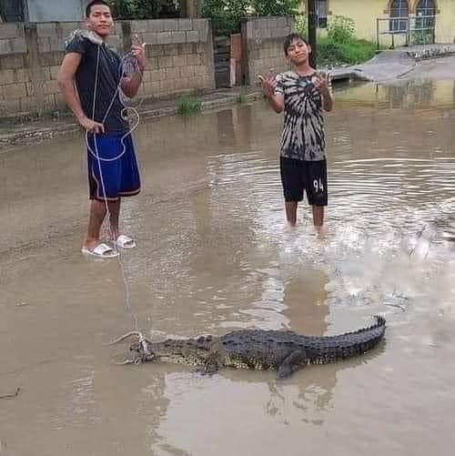 CIUDADANOS CAZAN COCODRILOS EN COLONIAS DE MADERO. CIUDADANOS CAZAN COCODRILOS EN COLONIAS DE MADERO.