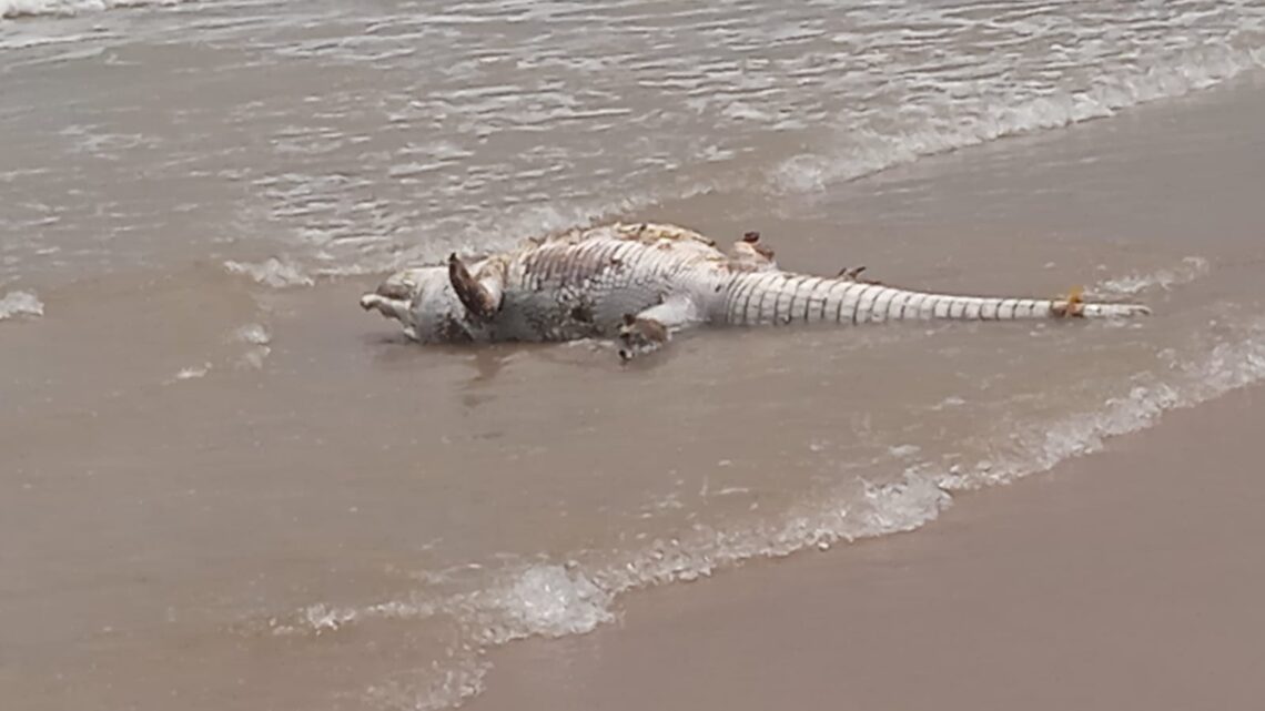 COCODRILO MUERTO EN MIRAMAR CAUSA TEMOR Y EXPECTACIÓN. COCODRILO MUERTO EN MIRAMAR CAUSA TEMOR Y EXPECTACIÓN.