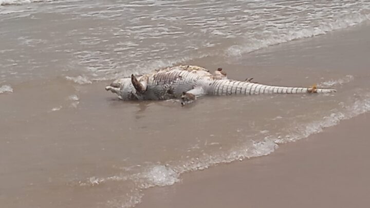 COCODRILO MUERTO EN MIRAMAR CAUSA TEMOR Y EXPECTACIÓN.