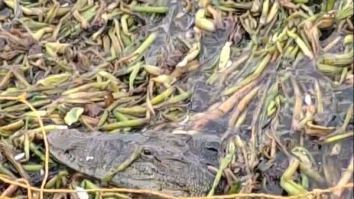 SE ROBAN PROTECCIÓN CONTRA COCODRILOS DE LAGUNA DE MADERO.