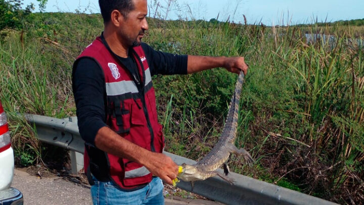 LOS COCODRILOS NO SON JUGUETE, SEÑALA PROTECCIÓN CIVIL ALTAMIRA