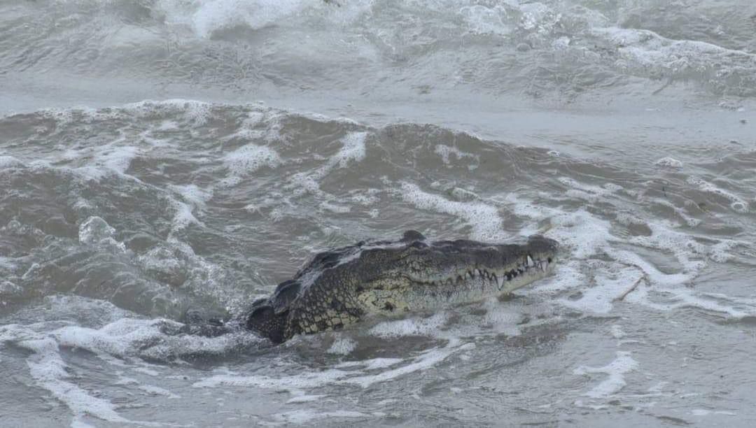 PRESENCIA DE FAUNAS COMO COCODRILOS, MAPACHES Y HASTA ATAQUES DE TIBURONES EN PLAYA DEBEN SER TRATADOS YA POR LA AUTORIDAD PRESENCIA DE FAUNAS COMO COCODRILOS, MAPACHES Y HASTA ATAQUES DE TIBURONES EN PLAYA DEBEN SER TRATADOS YA POR LA AUTORIDAD